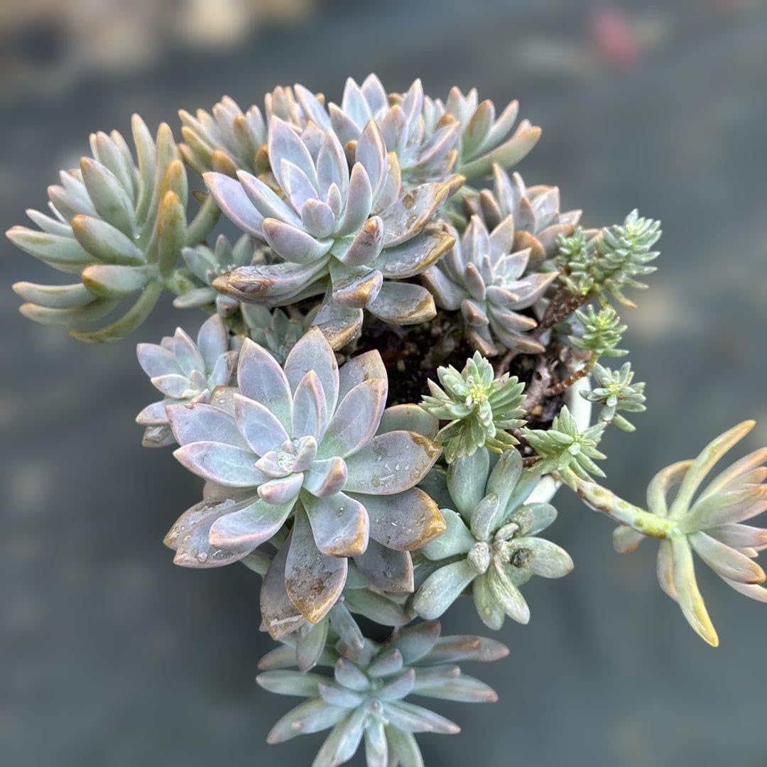 アエオニウム抜き苗セット 多肉植物 アエオニウム 抜き苗 10苗 セット① 彩蝶 鳳凰法師錦｜Yahoo